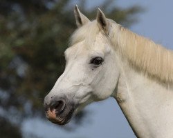 Springpferd Hermes de Teill (Luxemburgisches Reitpferd, 1995)