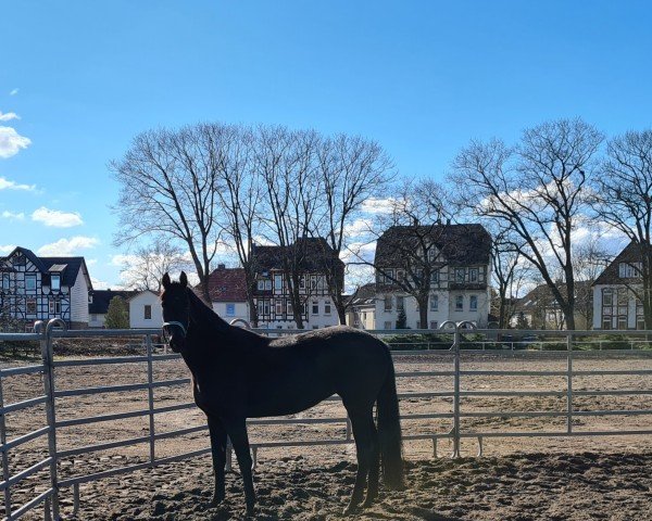 broodmare Weinrebe (Oldenburg show jumper, 2011, from Chico's Boy)