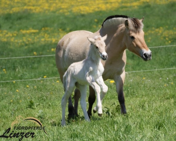 horse Tavani (Fjord Horse, 2017, from Mr. Tveiten N.2591)