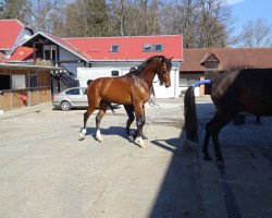 stallion Rythmic Dk (Belgian Warmblood, 2017, from Diamant de Semilly)