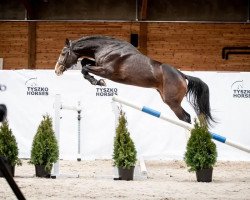 stallion Canizares ex. Conquistador (Holsteiner, 2017, from Connor 48)