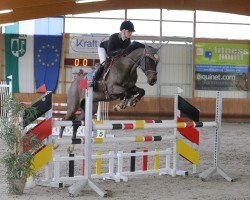 jumper Cosmo Girl (German Sport Horse, 2009, from Castor Bs)