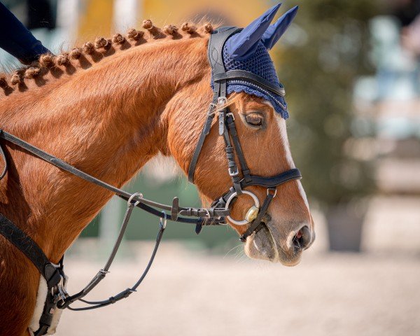 Springpferd Cnödel de Luxe (Deutsches Reitpony, 2014, von Chic in Time)