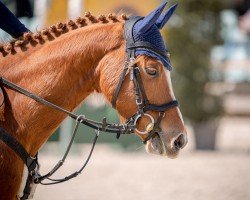 jumper Cnödel de Luxe (German Riding Pony, 2014, from Chic in Time)