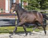 dressage horse Zacchiato (Hanoverian, 2019, from Blue Hors Zackerey)