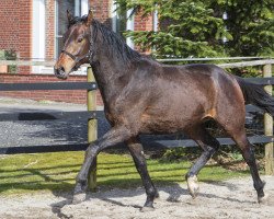 dressage horse Zacchiato (Hannoveraner, 2019, from Blue Hors Zackerey)