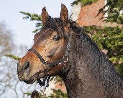 dressage horse Zacchiato (Hanoverian, 2019, from Blue Hors Zackerey)