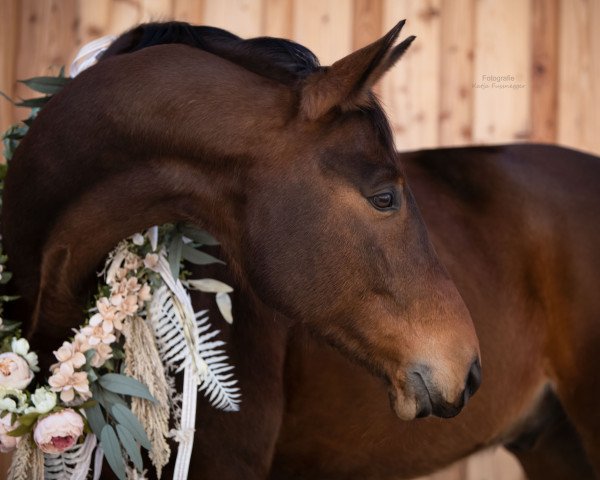 dressage horse Houdini H (Trakehner, 2008, from Zauberfürst)