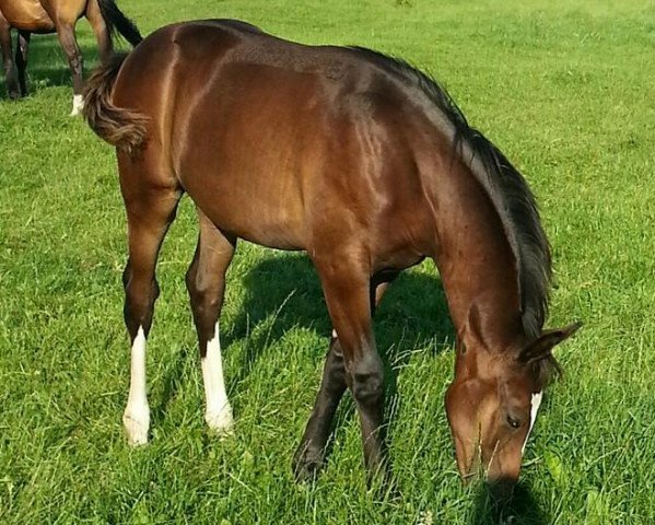 Zuchtstute Equina Lisa (Oldenburger, 2014, von Licotus)