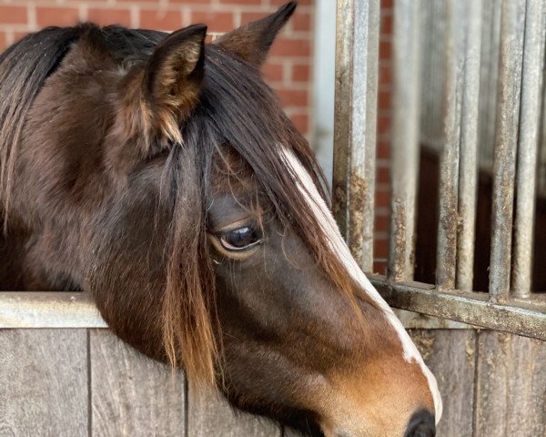broodmare Mannipenny (German Riding Pony, 2018, from Kastanienhof Manhattan)