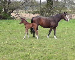 broodmare Estella M (Westphalian, 2008, from Estobar NRW)