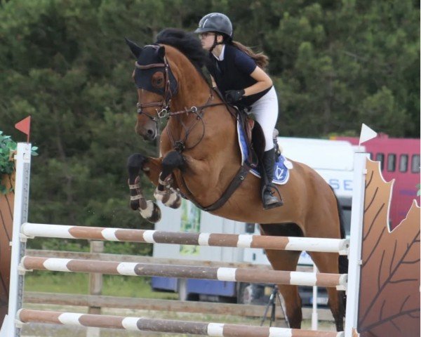 jumper Kannamieke VDL (KWPN (Royal Dutch Sporthorse), 2015, from Dallas VDL Z) jumper Kannamieke VDL (KWPN (Royal Dutch Sporthorse), 2015, from Dallas VDL Z)