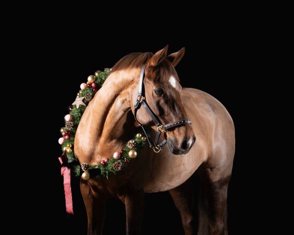 dressage horse Hollywood Star (Hanoverian, 2006, from Hochadel)