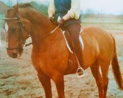 broodmare Diskrete II (Noble Warmblood, 1983, from Diskaro)