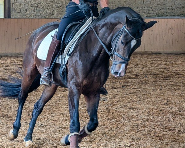 dressage horse Venus (Rhinelander,  , from Van Dijk)