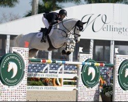 jumper Dalida (German Sport Horse, 2007, from Calido I)