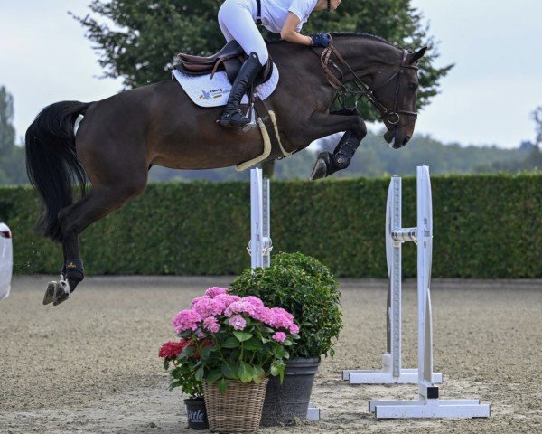 jumper Dolce vd Sint-Amandshoeve Z (Zangersheide riding horse, 2018, from Dominator 2000 Z)