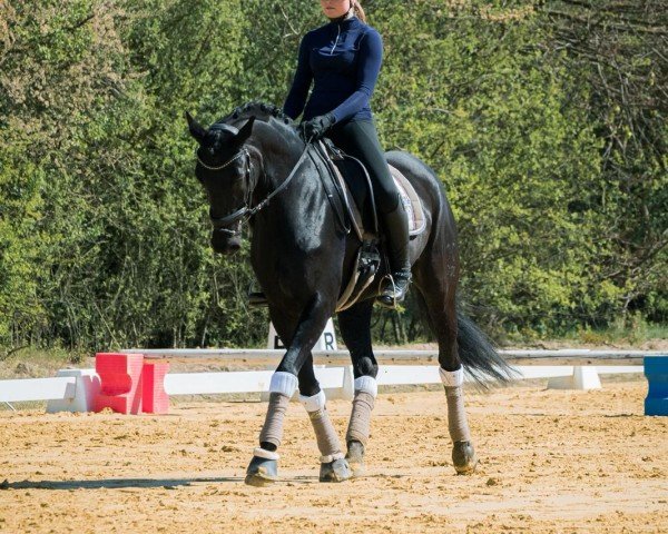 broodmare Curaja (Hanoverian, 2009, from Conteur)