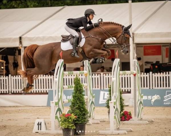 jumper Quabra Z (Zangersheide riding horse, 2013, from Quabri de l'Isle)