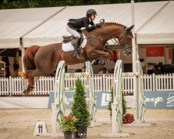 Springpferd Quabra Z (Zangersheide Reitpferd, 2013, von Quabri de l'Isle)