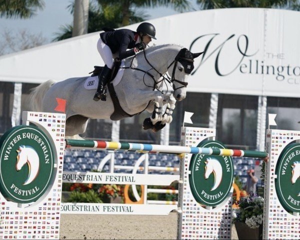 jumper Dalida (KWPN (Royal Dutch Sporthorse), 2006, from Cartano)