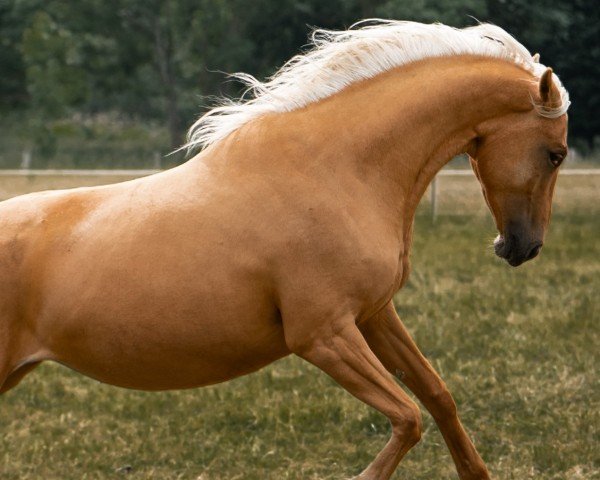 Dressurpferd Quick As Eleanor (Deutsches Sportpferd,  , von Qaside Md)