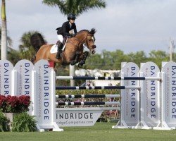 jumper Kingston (KWPN (Royal Dutch Sporthorse), 2015, from Broere Extase)