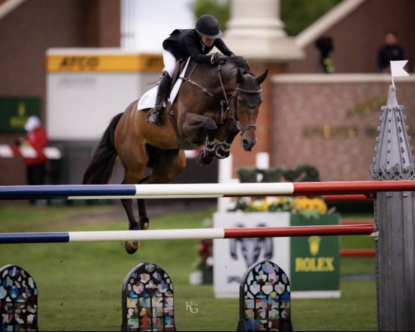 jumper Theo Duc T&L Z (Zangersheide riding horse, 2011, from Toulon)