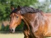 dressage horse Don Osado (Oldenburg, 2005, from Depardieu 11)