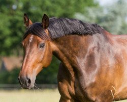 dressage horse Don Osado (Oldenburg, 2005, from Depardieu 11)