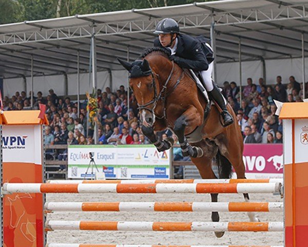 stallion Broere Extase (KWPN (Royal Dutch Sporthorse), 2009, from Casall Ask)