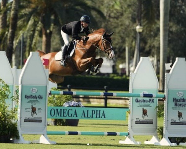 Springpferd Cool As Fly (Schwedisches Warmblut, 2017, von Comilfo Plus Z)