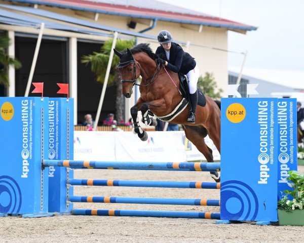 Springpferd Courage 152 (Bayer, 2016, von Cullinan du Borget B)