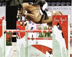 Springpferd Figeac de Reve (Belgisches Warmblut, 2005, von Malito de Reve)