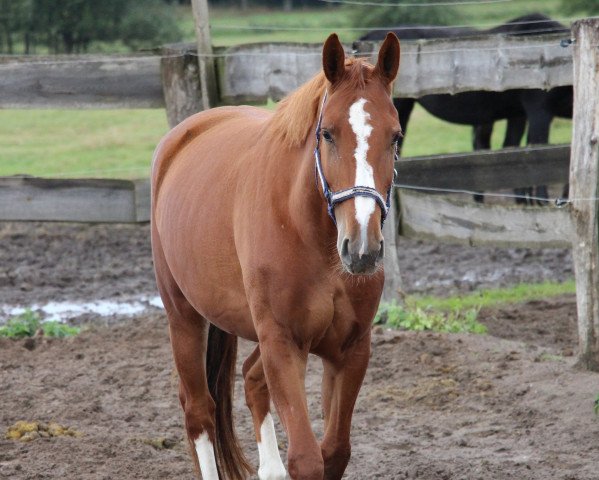 horse Con Esperanza (Oldenburg show jumper, 2012, from Cessna)