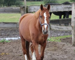 Pferd Con Esperanza (Oldenburger Springpferd, 2012, von Cessna)