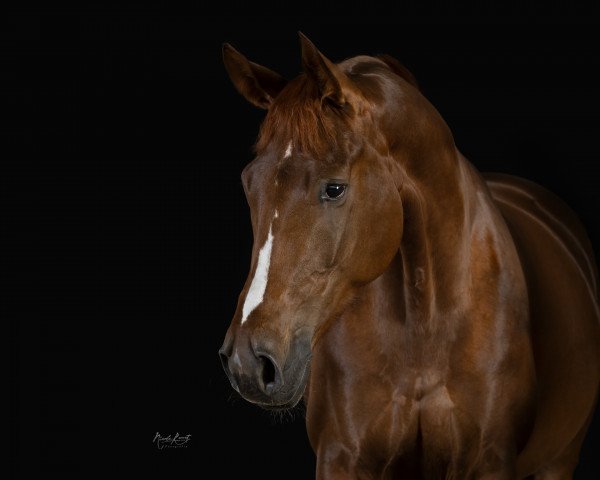 dressage horse Follow Me Flame (Westphalian, 2016, from Follow Me OLD)