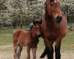 jumper LaCorta SLK (Czech Warmblood, 2021, from 2468 Cornessini)