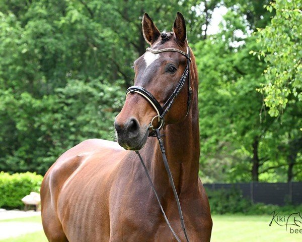 dressage horse Rock me Amadeus 13 (German Warmblood, 2016, from Rivero II)