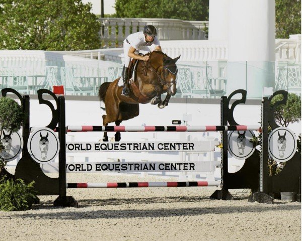 jumper Vivant's Air PS (Oldenburg show jumper, 2014, from Vivant)