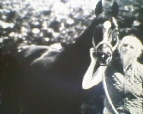 Pferd Korsar 85 (Trakehner, 1997, von Saint Cloud)