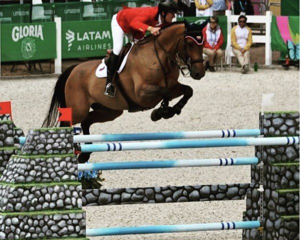 jumper Lincourt Gino (Irish Sport Horse, 2003, from Gino III)