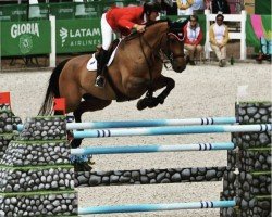 jumper Lincourt Gino (Irish Sport Horse, 2003, from Gino III)