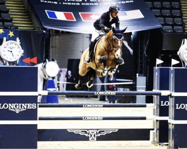 Springpferd Elliot (KWPN (Niederländisches Warmblut), 2009, von Casall Ask)