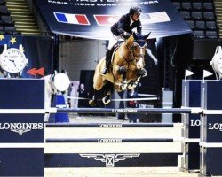 jumper Elliot (KWPN (Royal Dutch Sporthorse), 2009, from Casall Ask)