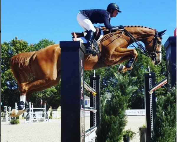 Springpferd HFO Corvette (Kanadisches Warmblut, 2008, von Corland)