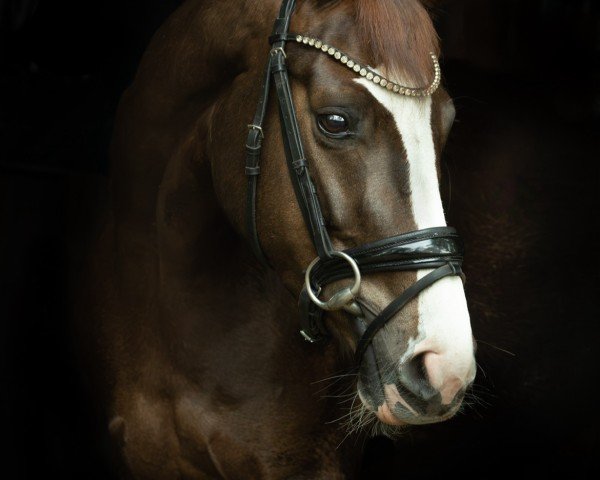 dressage horse Felina 237 (Westphalian, 2020, from First Deal)