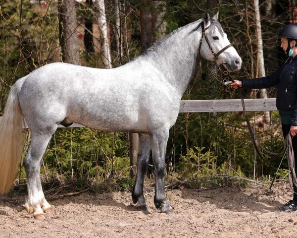 Pferd So Brian the Brave (Connemara-Pony, 2015, von Goldrock Laddie 33 C)