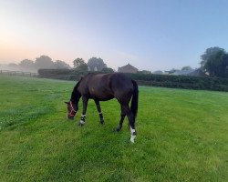 broodmare Instermirage (Trakehner, 2017, from Windsor)