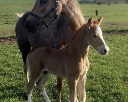 Dressurpferd Schierensees Mr. Bojangles (Deutsches Reitpony, 2016, von Schierensees Mr.nice Guy)